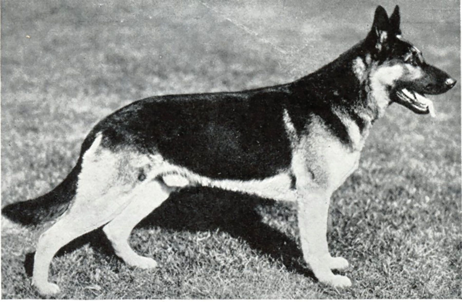 German Shepherd Dog: From Past to Present